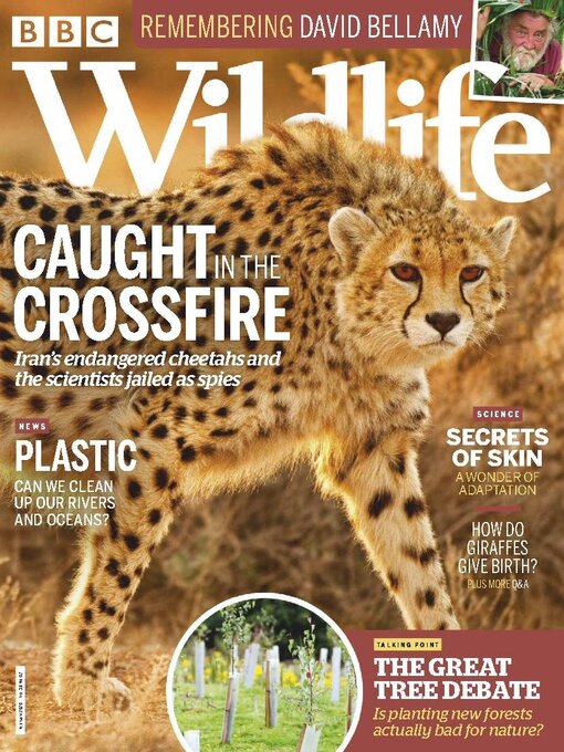 Cover image for BBC Wildlife Magazine